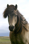 Icelandic horse Portrait