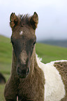 Icelandic horse Portrait