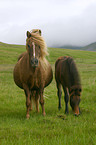 mare with foal