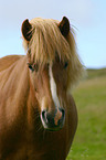 Icelandic horse Portrait