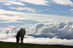 Icelandic horse