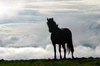 Icelandic horse