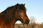 Icelandic horse portrait