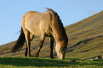 grazing Islandpony