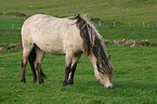 grazing Islandpony