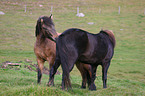 cleaning horses