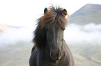 Icelandic horse Portrait