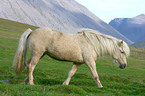 Icelandic horse