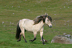 trotting Icelandic horse