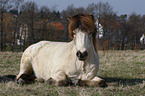 Icelandic horse