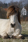 Icelandic horse