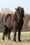 Icelandic horse