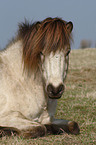 Icelandic horse