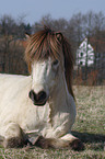 Icelandic horse