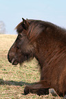 Icelandic horse