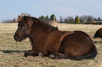 Icelandic horse