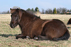 Icelandic horse