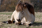 Icelandic horse