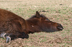 Icelandic horse