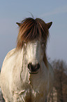 Icelandic horse