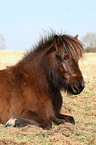 Icelandic horse