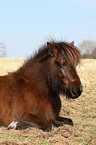 Icelandic horse