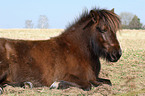 Icelandic horse