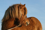 icelandic horse portrait