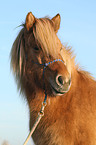 icelandic horse portrait