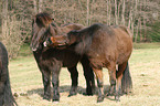 icelandic horse