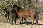 playing icelandic horses