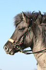 icelandic horse portrait