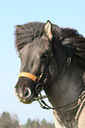 icelandic horse portrait