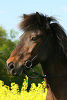 icelandic horse portrait