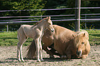 icelandic horse