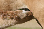 sucking icelandic horse foal