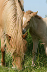 icelandic horse