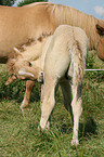 icelandic horse