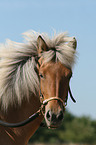 Icelandic horse