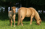 Icelandic horse