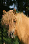 Icelandic horse