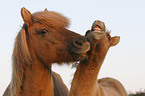 Icelandic horse