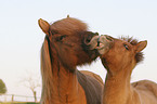 Icelandic horse