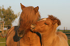 Icelandic horse