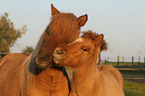 Icelandic horse