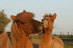 Icelandic horse