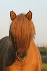 Icelandic horse