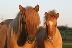 Icelandic horse