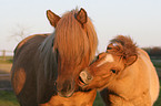 Icelandic horse