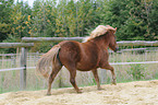 icelandic horse